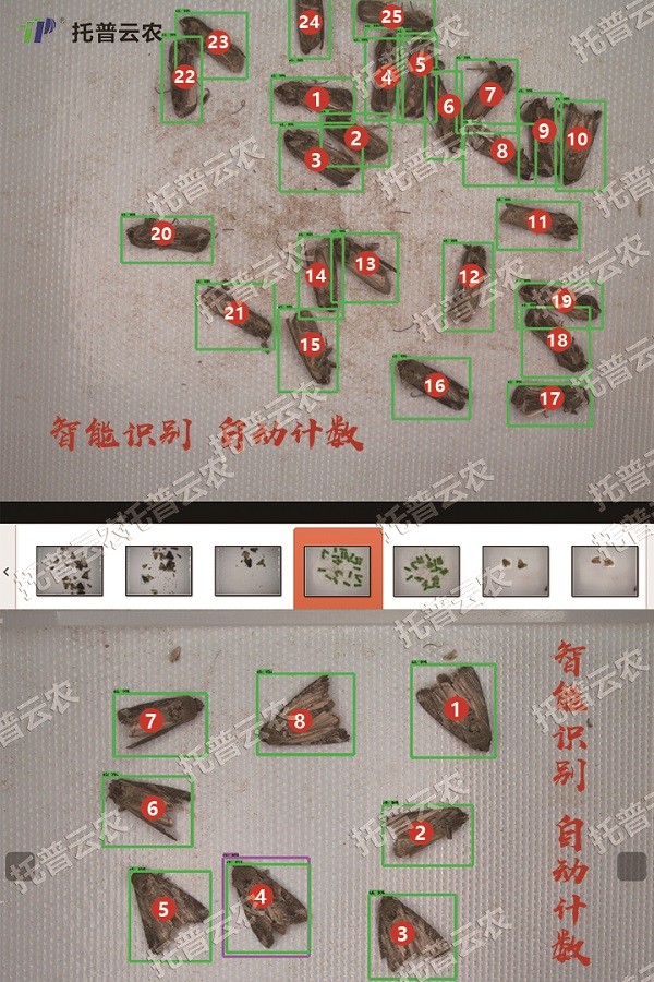 草地貪夜蛾的自動識別和計數