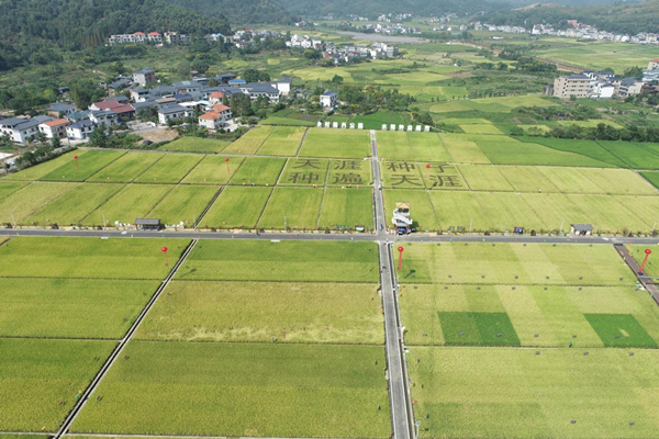 湘東區天涯種業科學院制種基地