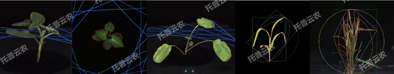 盆栽植物二維數字表型采集分析系統_副本.jpg